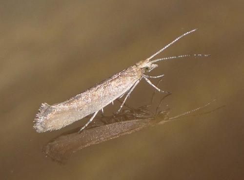 Réf. 250 885 : Plutella xylostella